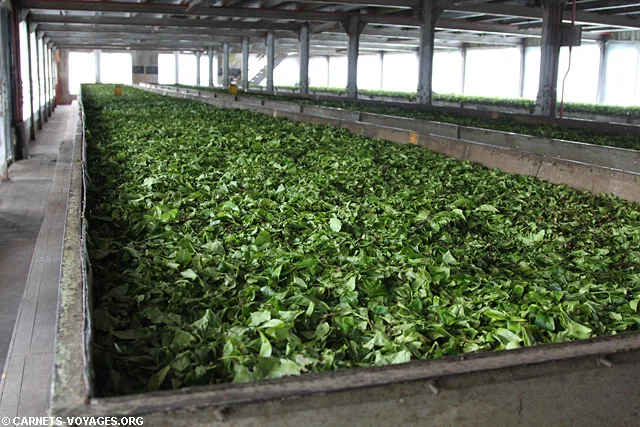Fabrique thé Labookellie Mackwoods Nuwara Eliya Sri Lanka