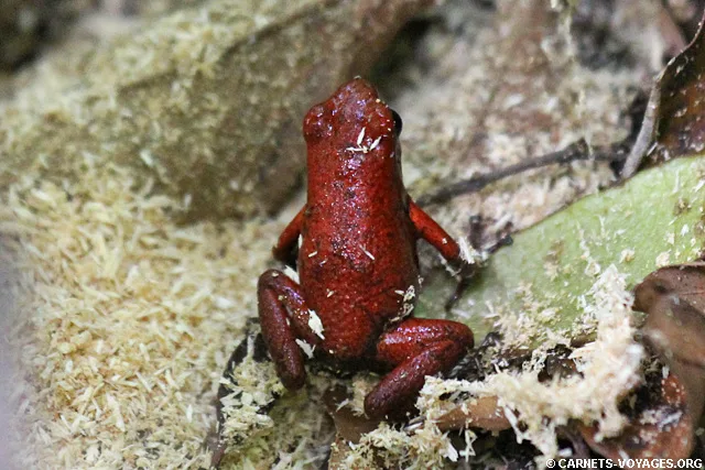 Grenouille rouge Réserve Gandoca-Manzanillo