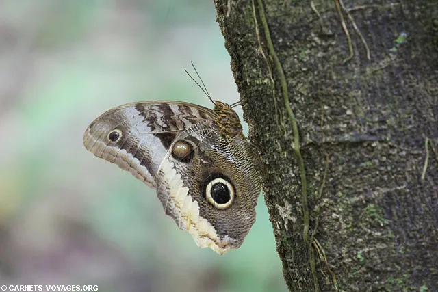 Papillon Réserve Gandoca-Manzanillo