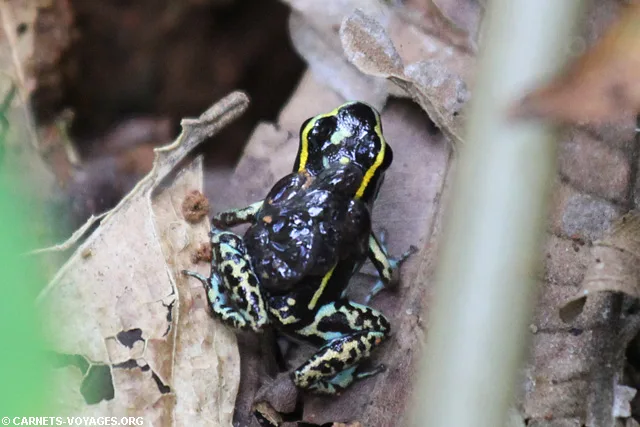 Dendrobate Réserve Gandoca-Manzanillo