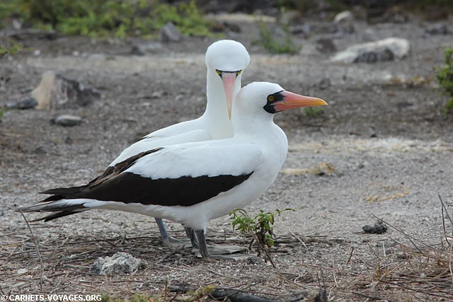 Ile Genovesa croisière îles Galapagos