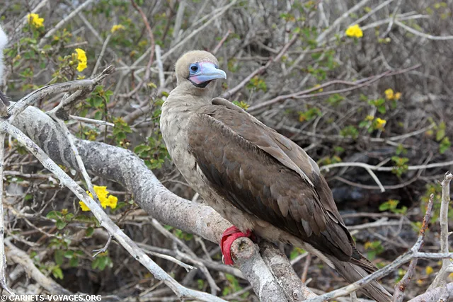 Ile Genovesa croisière îles Galapagos