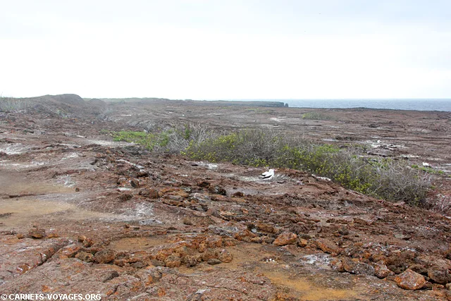 Ile Genovesa croisière îles Galapagos