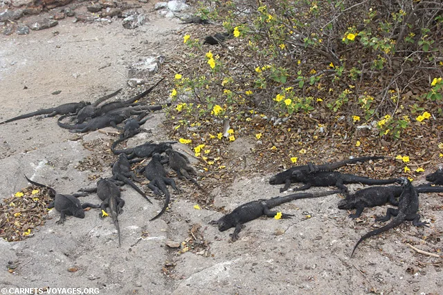 Ile Genovesa croisière îles Galapagos