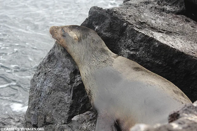 Ile Genovesa croisière îles Galapagos