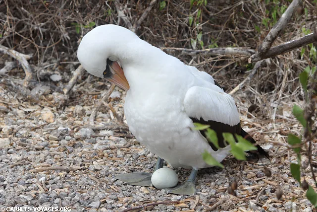 Ile Genovesa croisière îles Galapagos