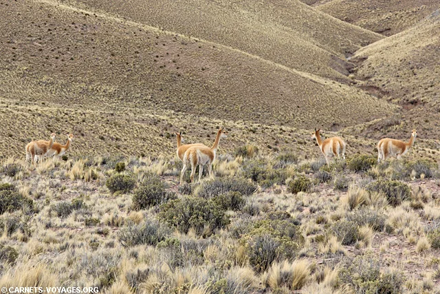 Hornocal road trip nord ouest argentin