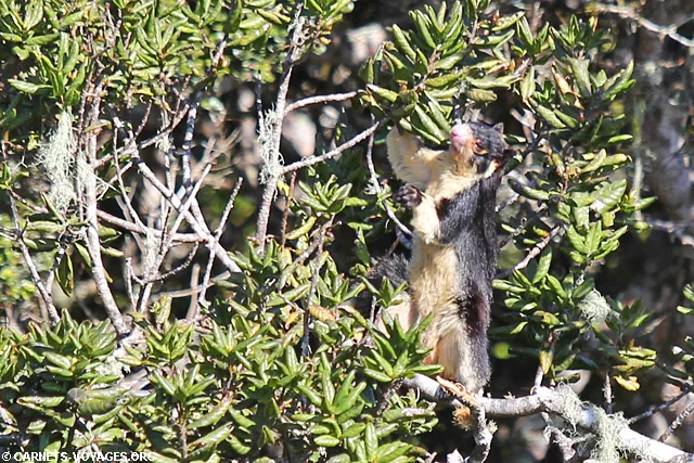 Parc Horton Plains Sri Lanka