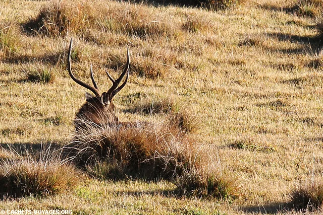 Parc Horton Plains Sri Lanka