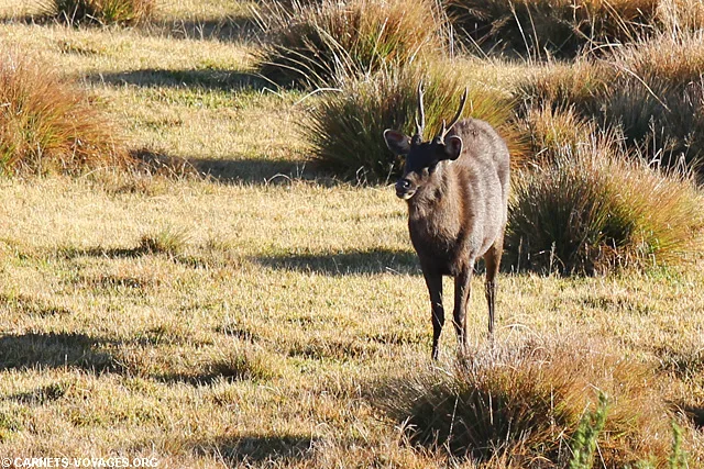 Parc Horton Plains Sri Lanka