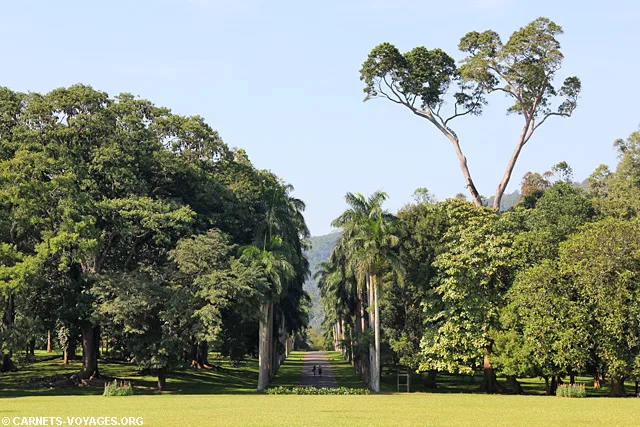 Jardin botanique Kandy Sri Lanka