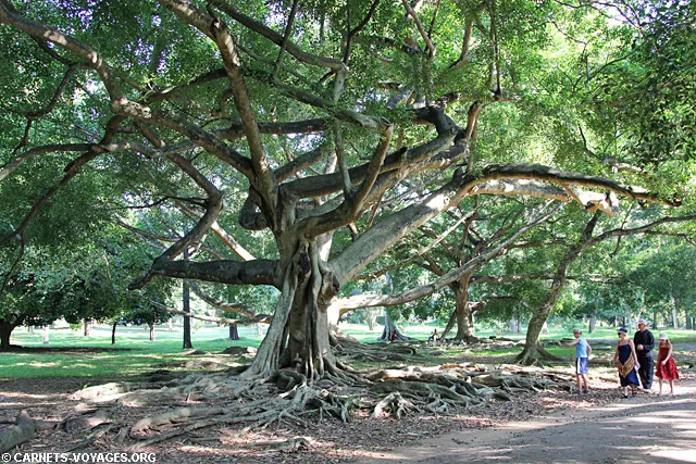 Jardin botanique Kandy Sri Lanka