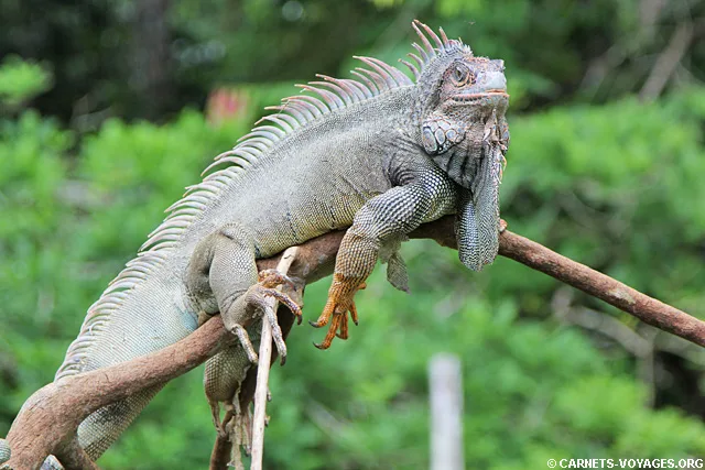 Ferme Kekoldi réserve bribri Costa Rica