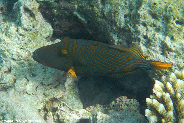 Snorkelling Makunudu Island Maldives
