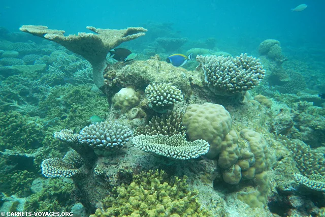 Snorkelling Makunudu Island Maldives