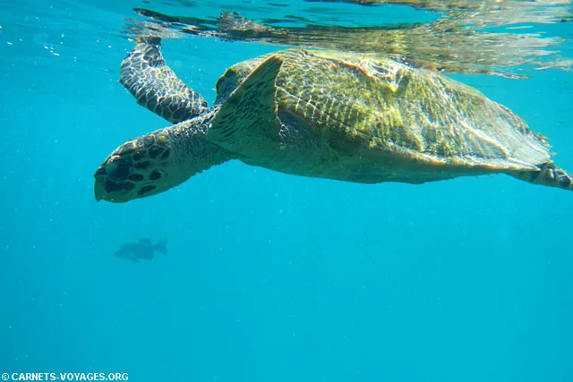 Snorkelling Makunudu Island Maldives