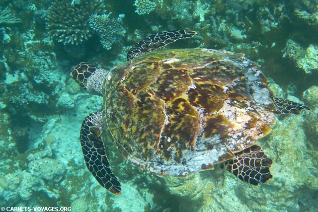 Snorkelling Makunudu Island Maldives