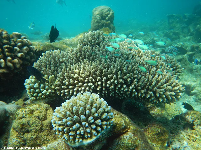 Snorkelling Makunudu Island Maldives