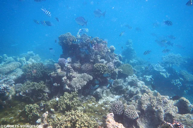 Snorkelling Makunudu Island Maldives