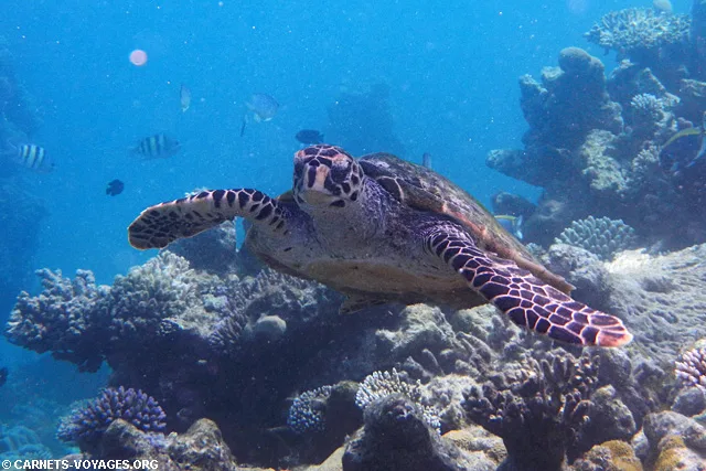 Snorkelling Makunudu Island Maldives