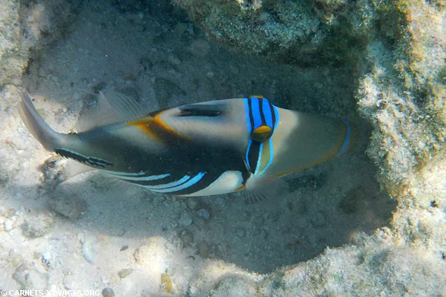 Snorkelling Makunudu Island Maldives