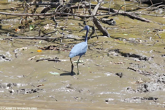 Aigrette bleue Tour rivière Palo Verde Guancaste Costa Rica