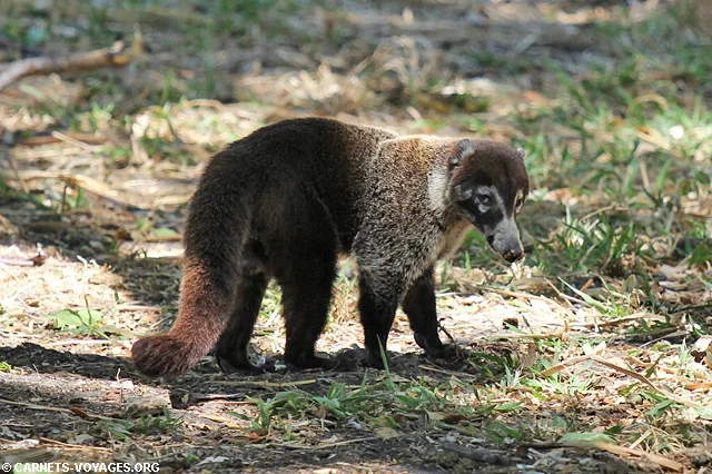 Coati Parc Palo Verde Guancaste Costa Rica
