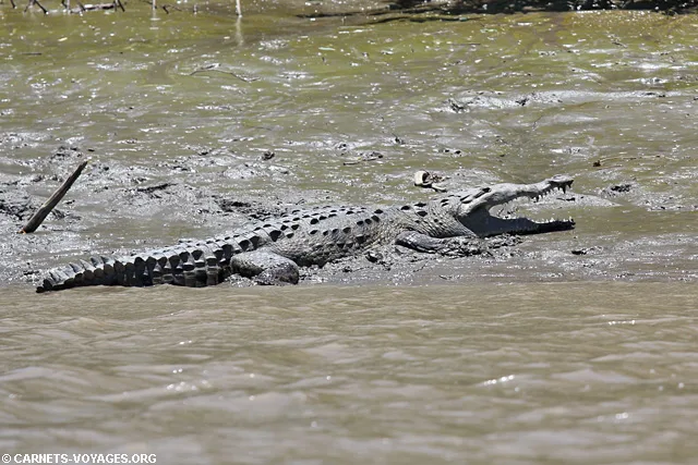 Crocodile Tour rivière Palo Verde Guancaste Costa Rica