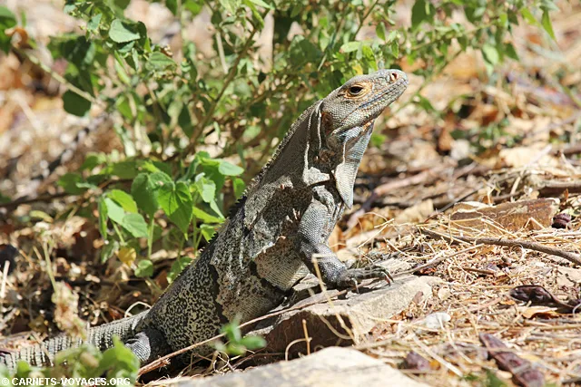 Iguane Parc Palo Verde Guancaste Costa Rica