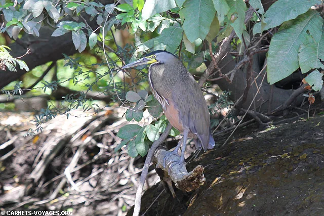Tour rivière Palo Verde Guancaste Costa Rica