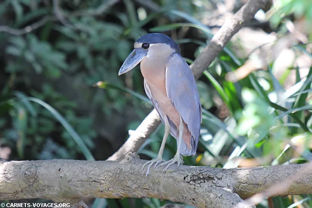 Tour rivière Palo Verde Guancaste Costa Rica