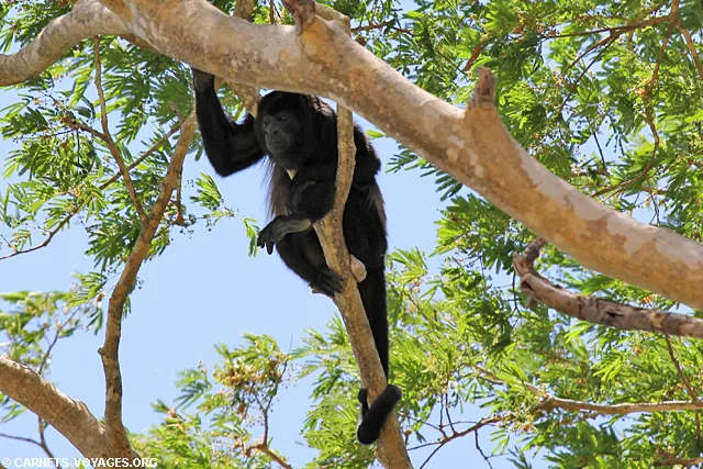 Singe Tour rivière Palo Verde Guancaste Costa Rica