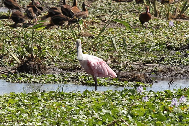 Spatule rose Parc Palo Verde Guancaste Costa Rica