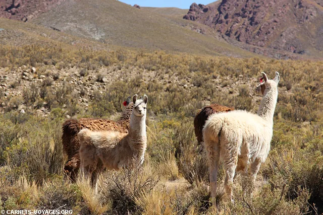 Boucle nord Salta Argentine