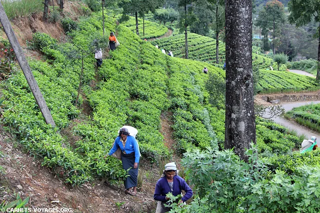 Plantations thé Nuwara Eliya Sri Lanka
