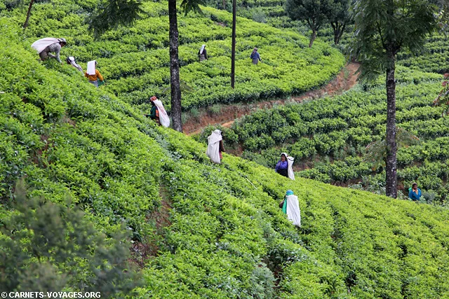 Plantations thé Nuwara Eliya Sri Lanka