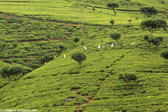 Plantations thé Nuwara Eliya Sri Lanka