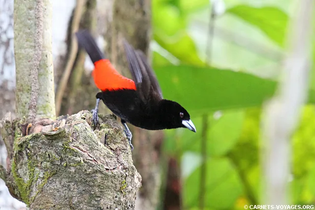 Tangara à croupion rouge Parc Corcovado Costa Rica