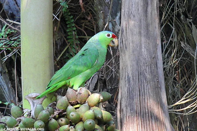 Perroquet Cabo Matapalo Costa Rica