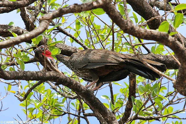El Sendero Indio Desnudo parc santa rosa costa rica