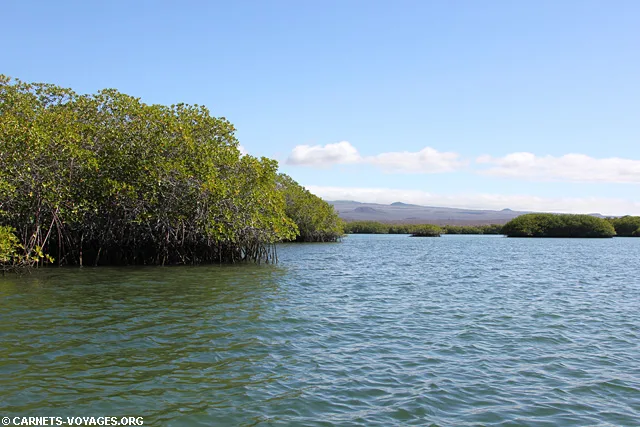 Ile Santa Cruz Galapagos