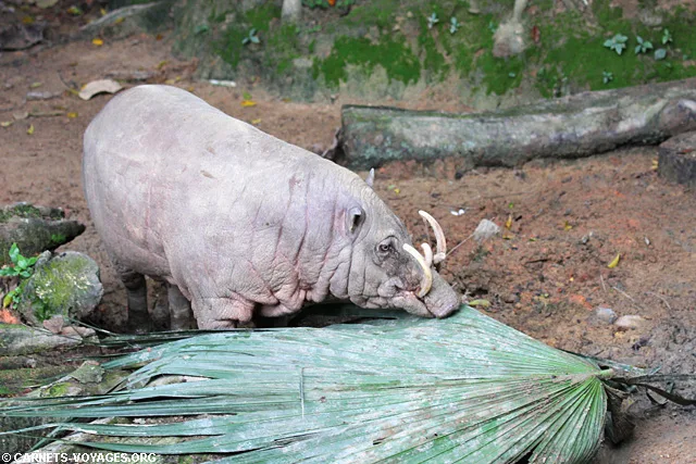 Zoo Singapour babirusa
