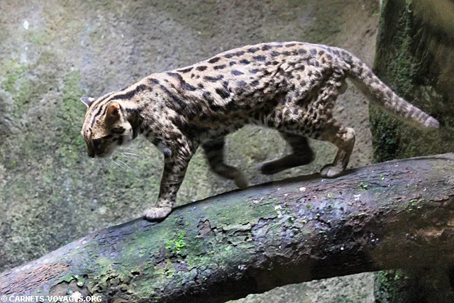 Zoo Singapour chat leopard