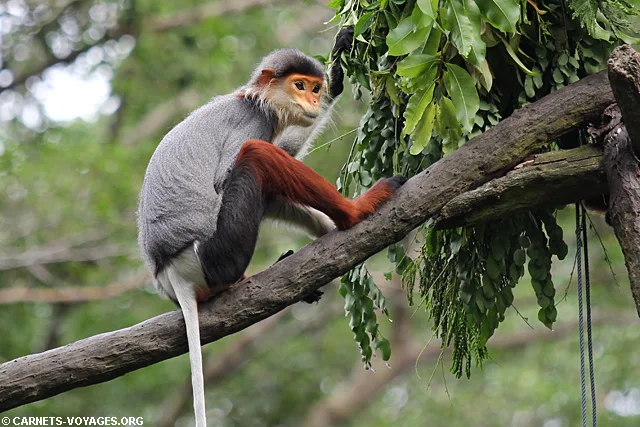 Zoo Singapour douc langur