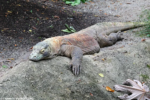 Zoo Singapour dragon komodo