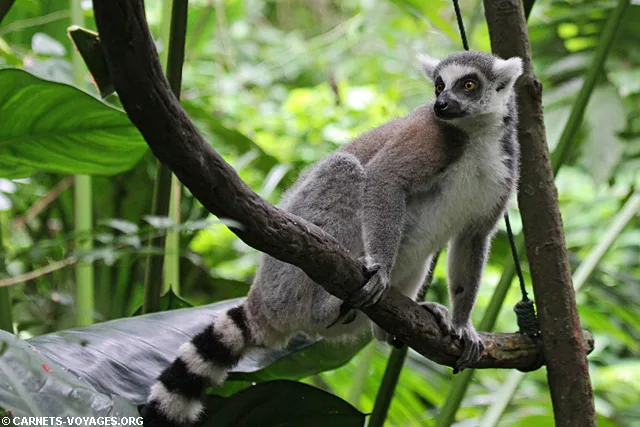 Zoo Singapour lemurien