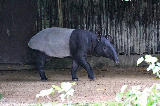 Zoo Singapour malayan tapir