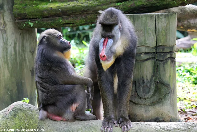 Zoo Singapour mandrill