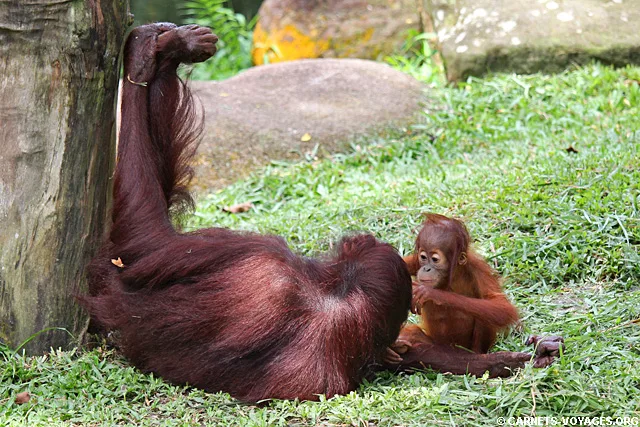 Zoo Singapour orang outan