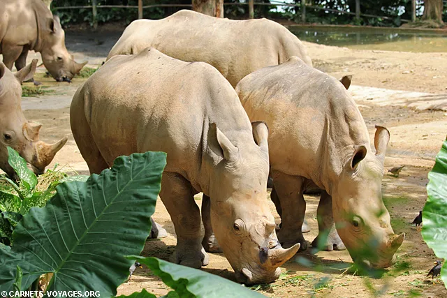 Zoo Singapour rhinoceros blanc